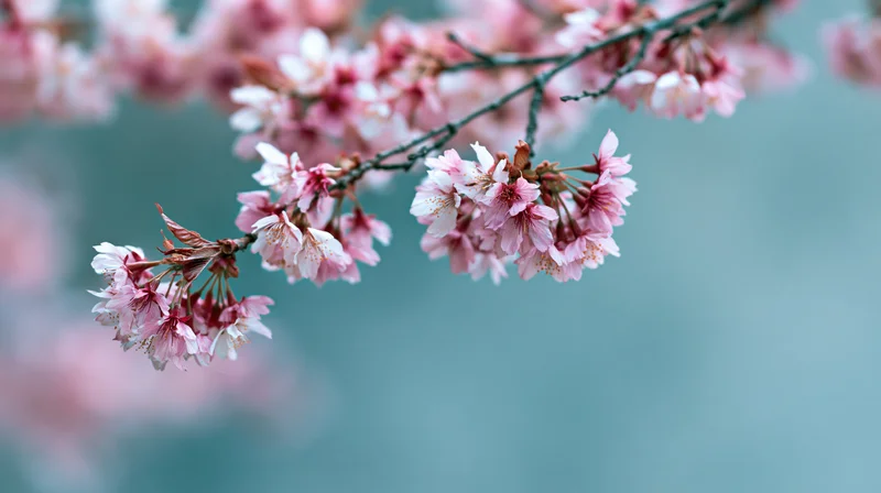 Cherry blossom branches with pink and white flowers in bloom against a soft blue background