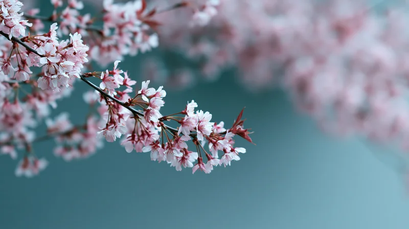 Cherry blossom branch with pink and white flowers in bloom against a soft teal background