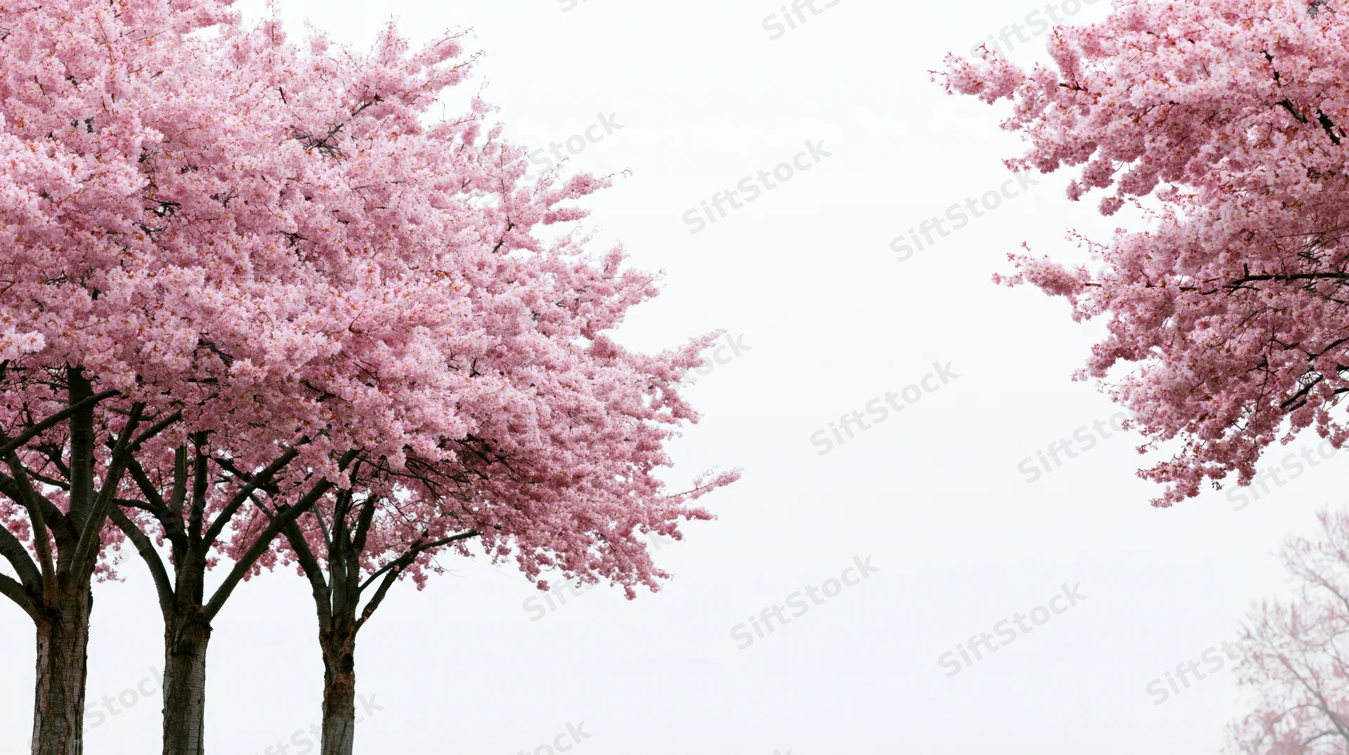 Cherry blossom trees in full bloom framing a white sky with copyspace in center