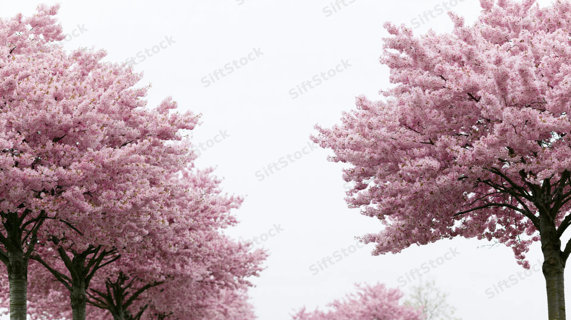 Cherry blossom trees in full bloom framing a soft white sky