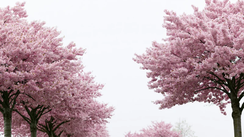 Cherry blossom trees in full bloom framing a soft white sky