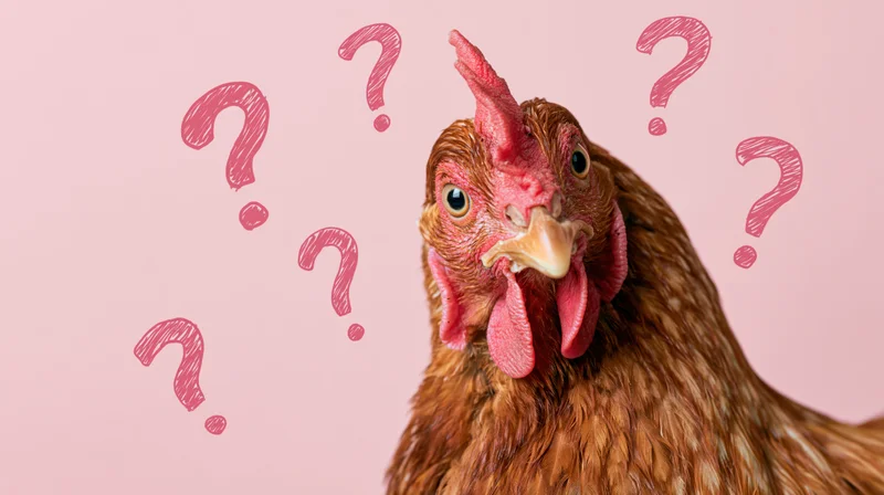 Close-up portrait of a brown hen staring directly at camera with question marks floating around its head against a pink background