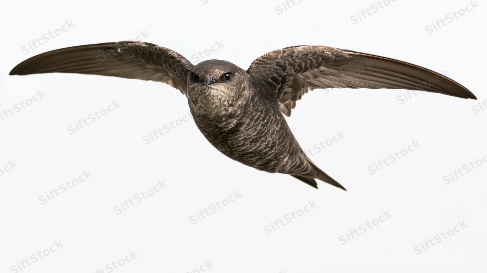 Common swift in mid-flight with wings fully extended against white background
