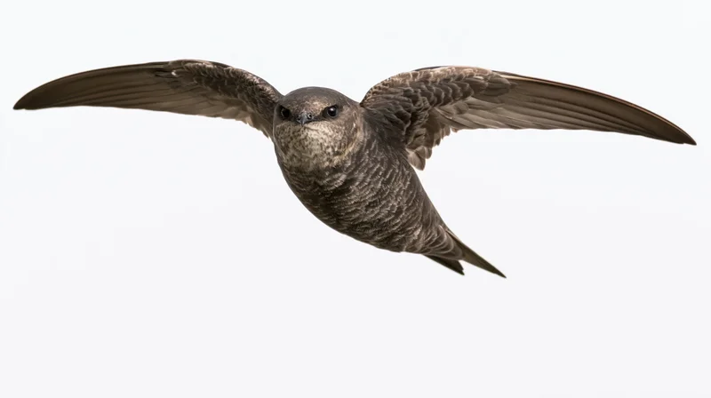 Common swift in mid-flight with wings fully extended against white background