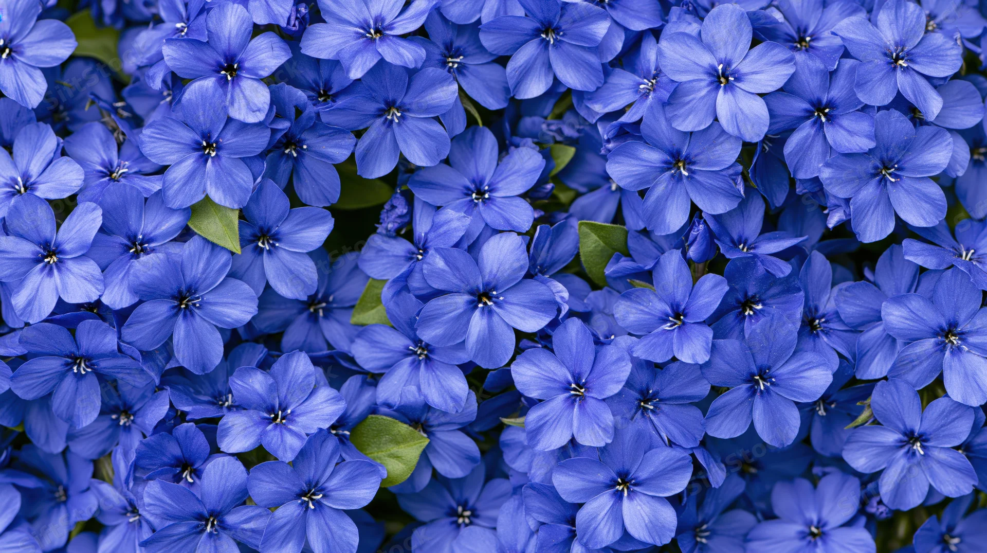 Dense cluster of small five-petal blue flowers filling the frame with green leaves scattered throughout