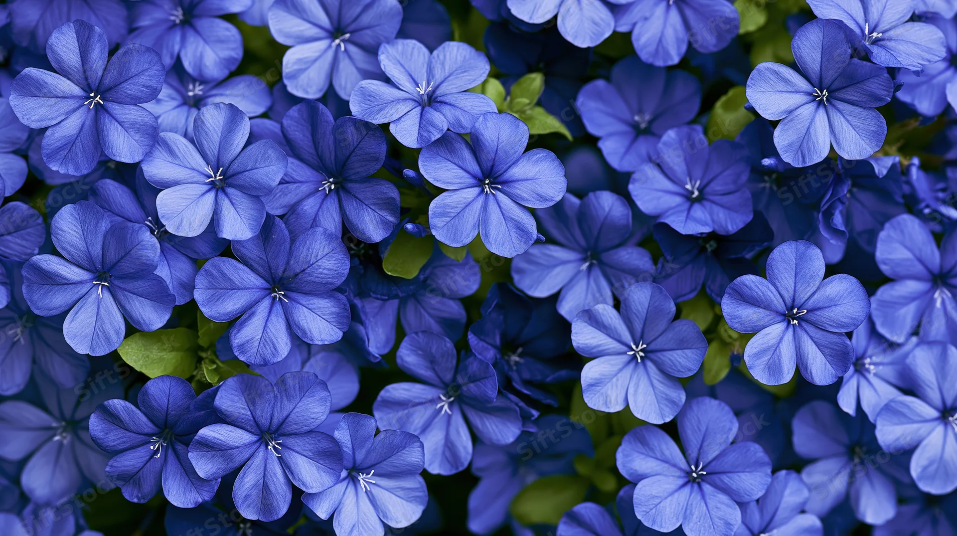 Dense cluster of small five-petal blue flowers with green leaves filling the frame