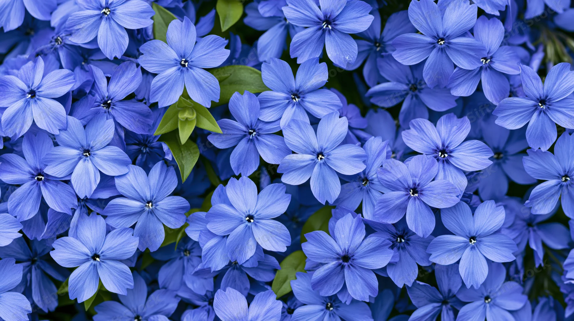 Dense cluster of small five-petal blue flowers with green leaves filling the frame