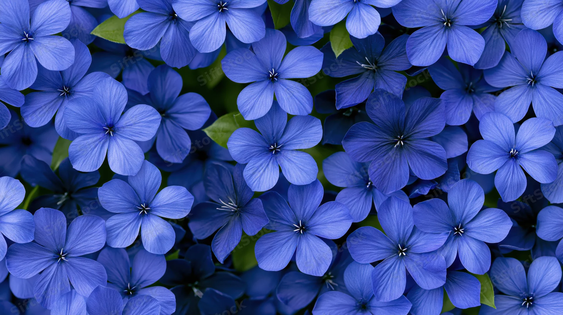 Dense cluster of small five-petal blue flowers filling the frame with green leaves visible between blooms