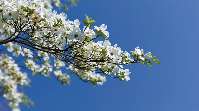 Dogwood tree branch with white blossoms and green leaves against a clear blue sky