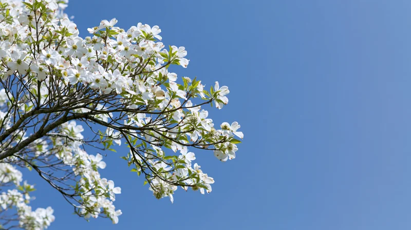 Dogwood tree branch with white blossoms against a clear blue sky