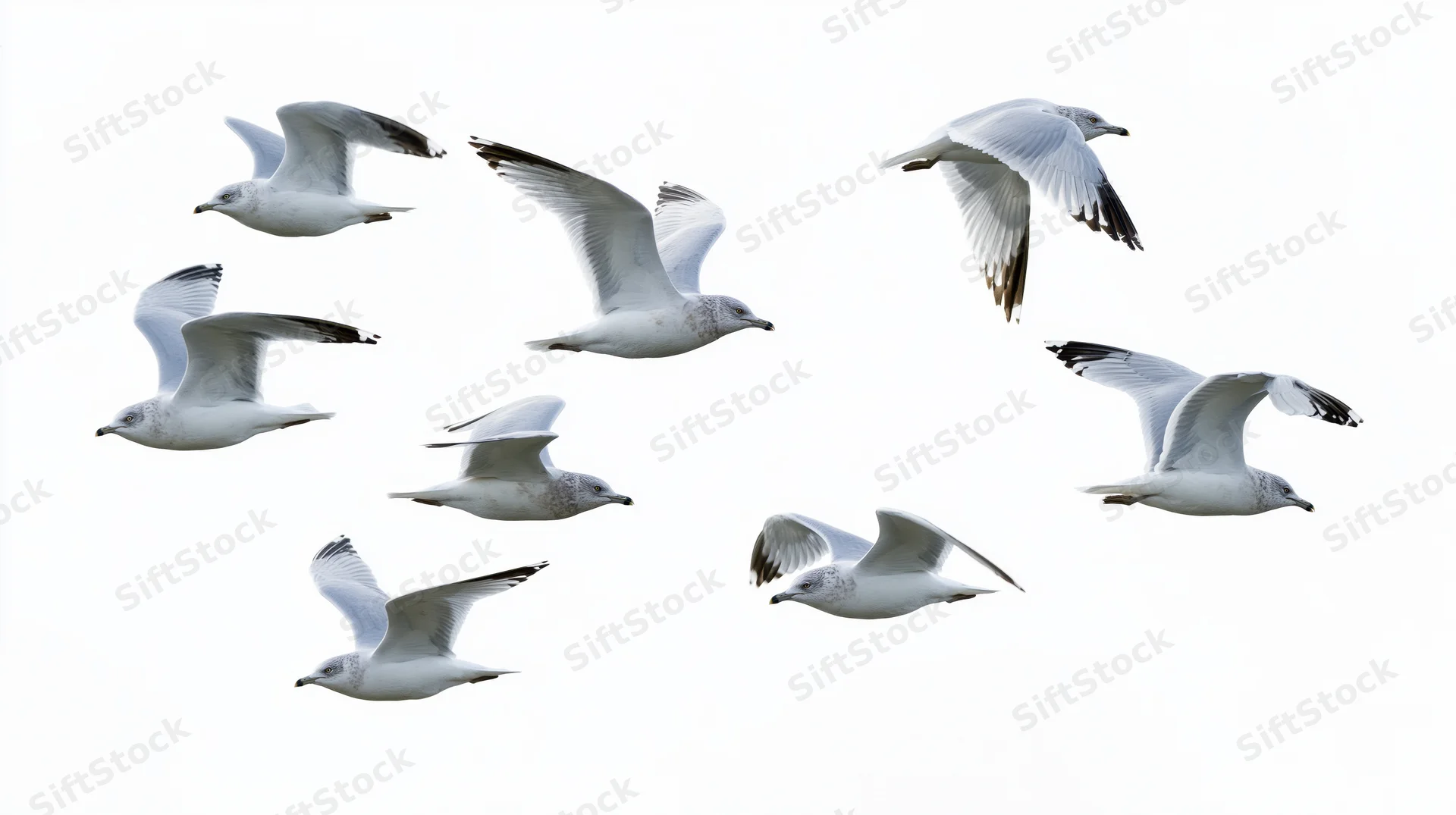Eight seagulls in mid-flight with wings spread against a white background