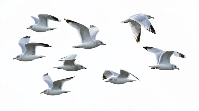 Eight seagulls in mid-flight with wings spread against a white background