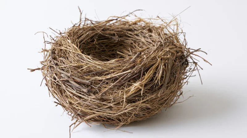 Empty bird nest made of interwoven twigs and dry grass on white background