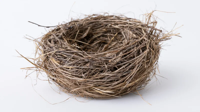 Empty bird nest made of interwoven twigs and dry grass on white background