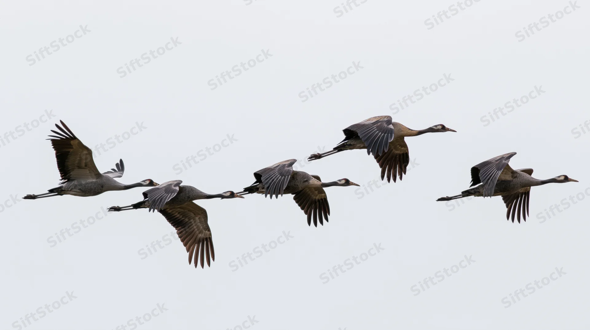 Five common cranes flying in formation against a cloudy sky