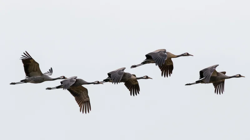 Five common cranes flying in formation against a cloudy sky