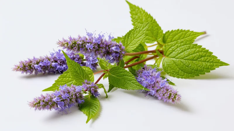 Fresh agastache herb sprig with purple flowers and green leaves on white background