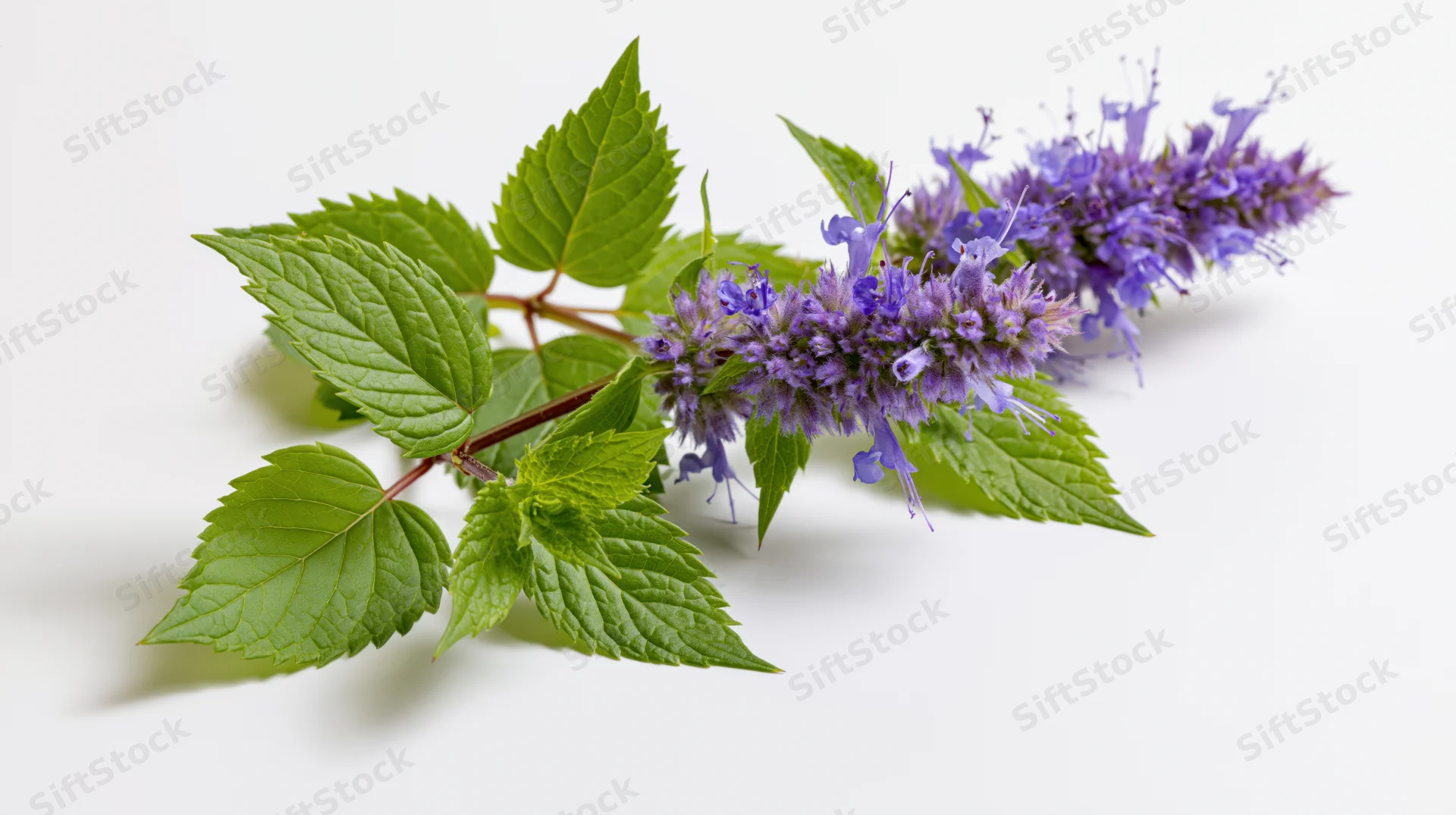 Agastache herb sprig with purple flowers and green leaves on white background