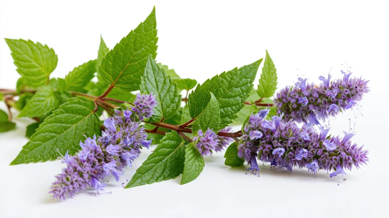 Agastache herb sprig with purple flowers and green leaves on white background