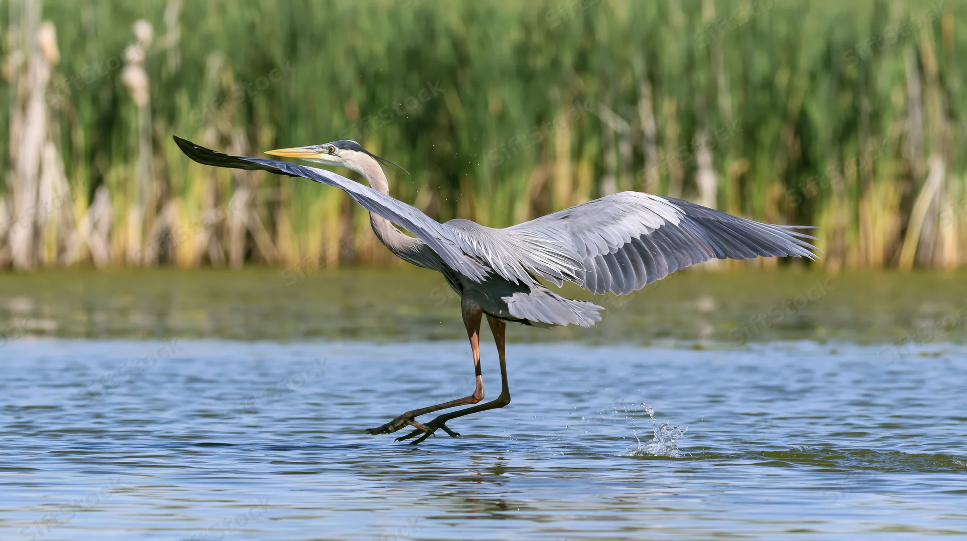 Great blue heron lifting off from shallow marsh water with wings spread and legs trailing