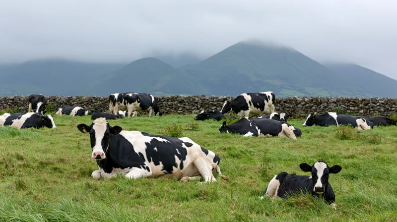 Holstein cows resting and grazing on a green pasture with mountains in the background