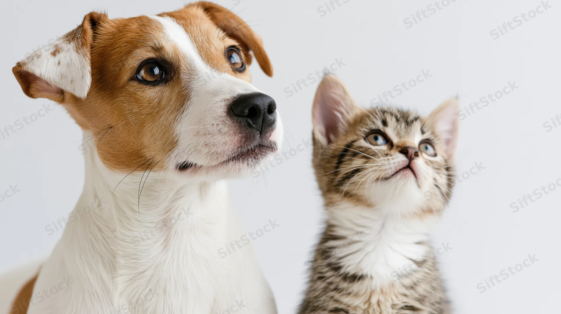 Jack russell terrier and tabby kitten looking up side by side in studio portrait