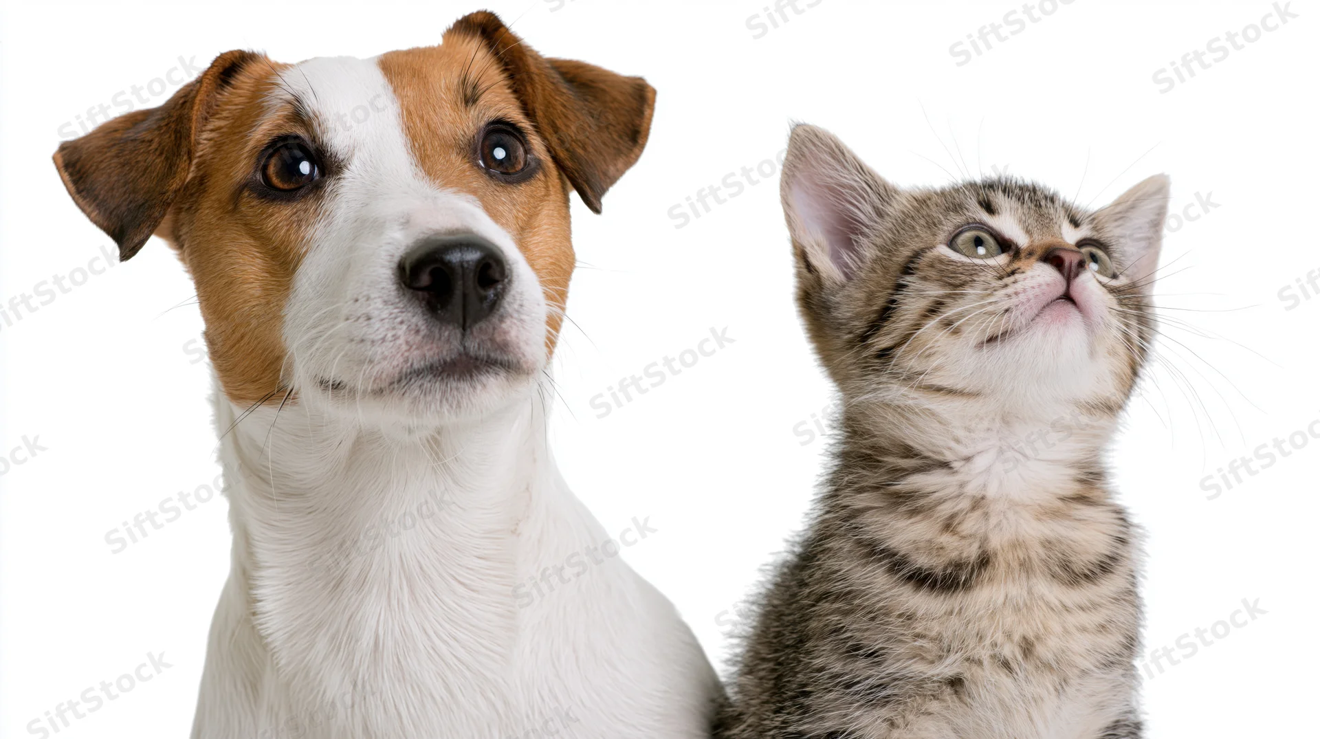 Jack russell terrier and tabby kitten looking up against white background