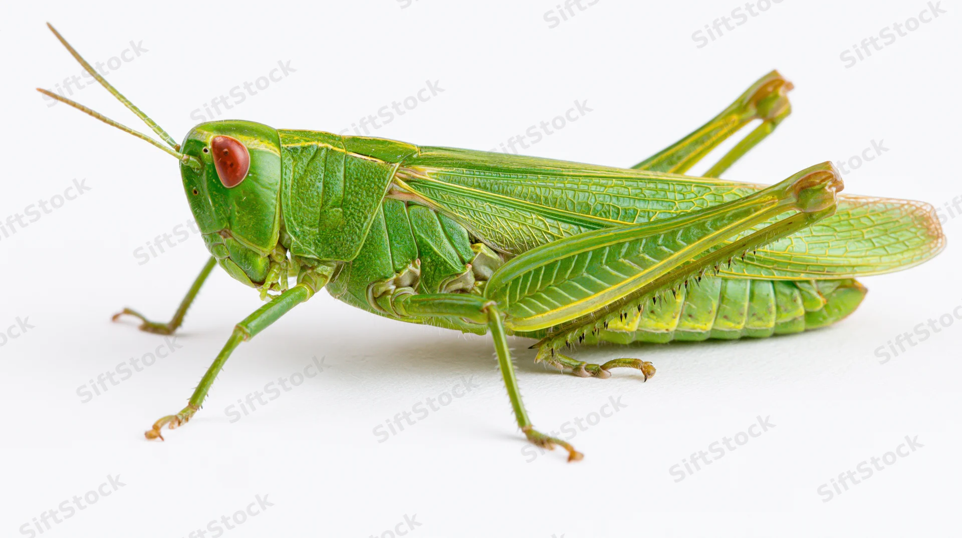 Green grasshopper in profile view against white background