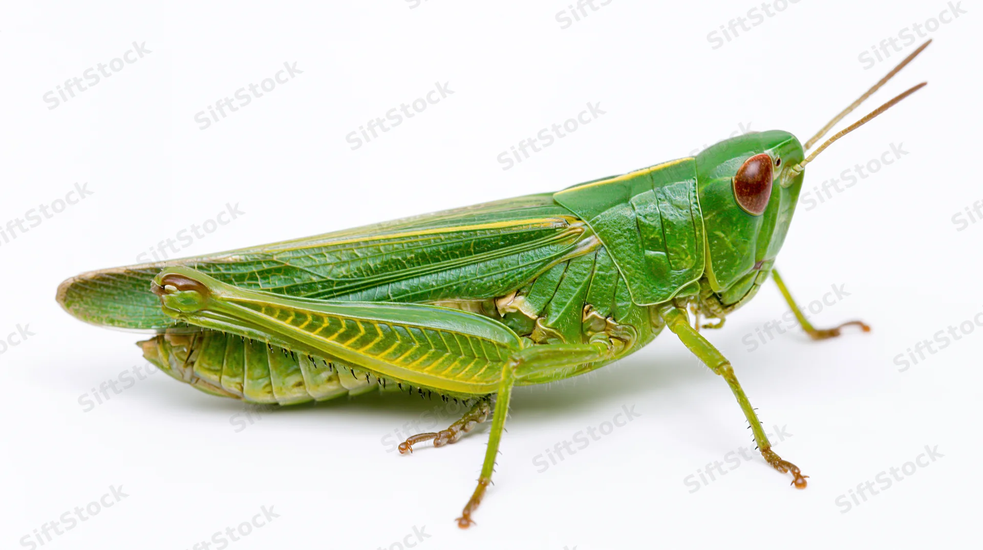 Green grasshopper in profile view isolated on white background