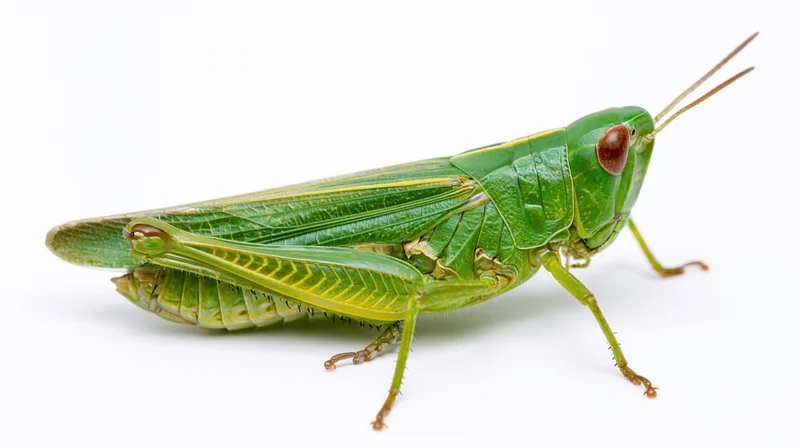Green grasshopper in profile view isolated on white background