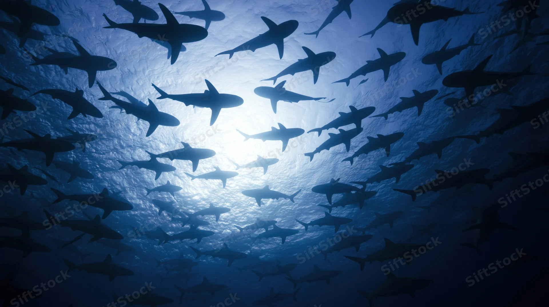 School of sharks swimming in circle overhead viewed from below underwater