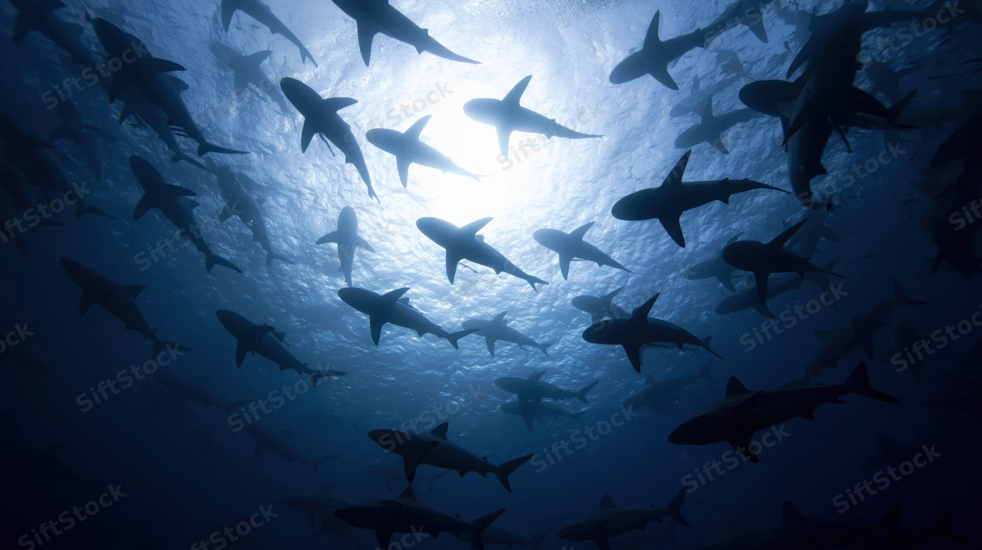 School of sharks swimming overhead in deep ocean viewed from below with sunlight filtering through water