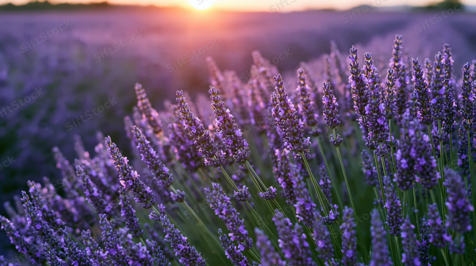 Lavender stalks in full bloom filling the foreground of a vast field at sunset