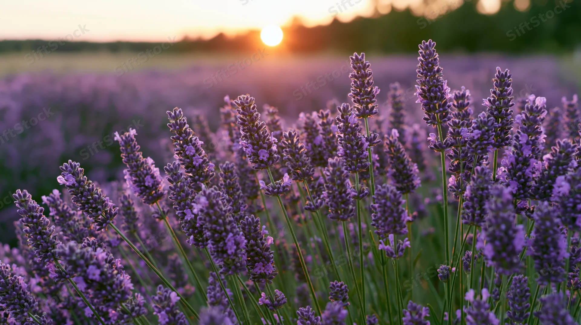 Lavender stalks in full bloom filling the foreground of a field at sunset
