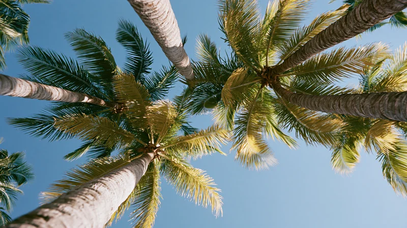 Low-angle view of tall coconut palm trees reaching into a clear blue sky