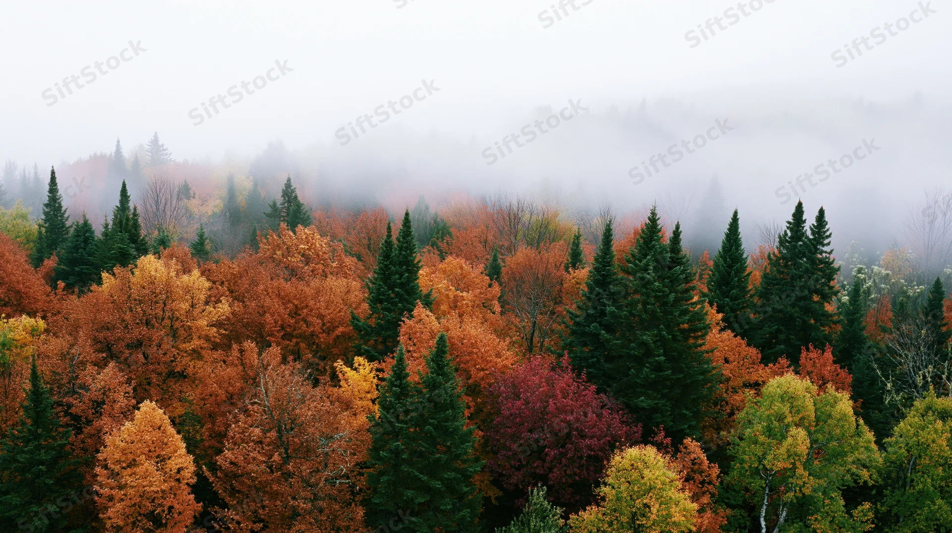 Autumn forest canopy with deciduous and evergreen trees under misty sky