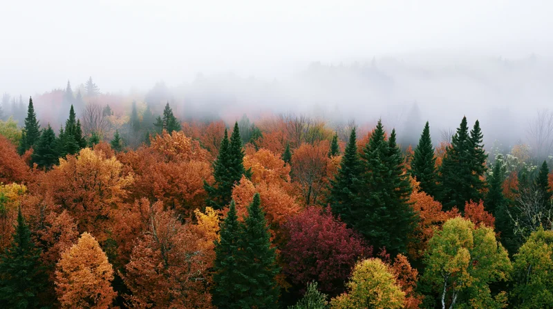 Autumn forest canopy with deciduous and evergreen trees under misty sky