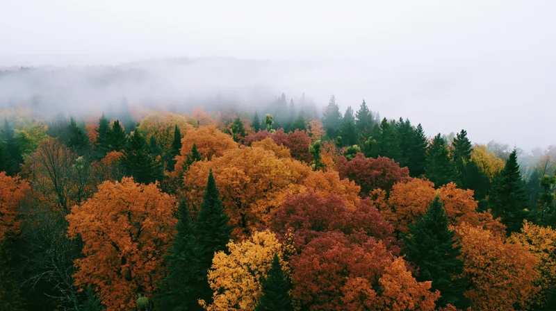 Autumn forest canopy with deciduous and evergreen trees under misty sky