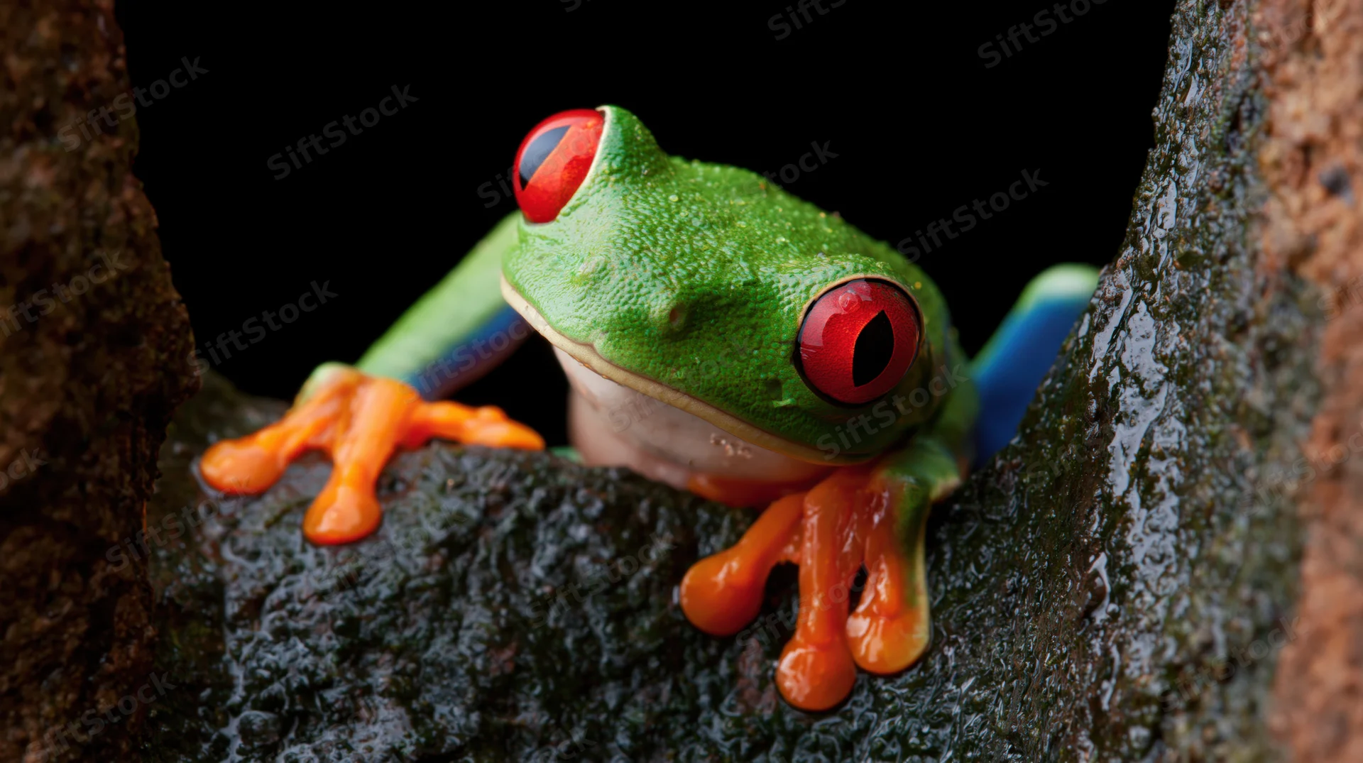 Red-eyed tree frog clinging to wet bark in a dark forest crevice
