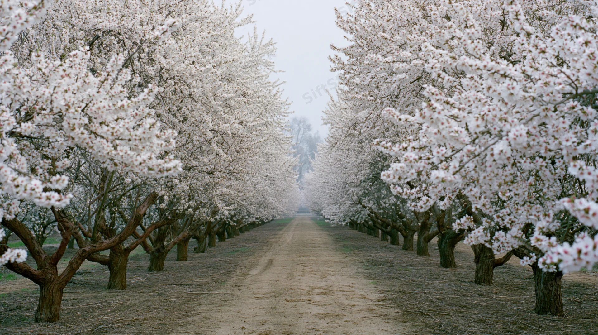 Rows of white-blossoming almond trees lining a dirt path in an orchard
