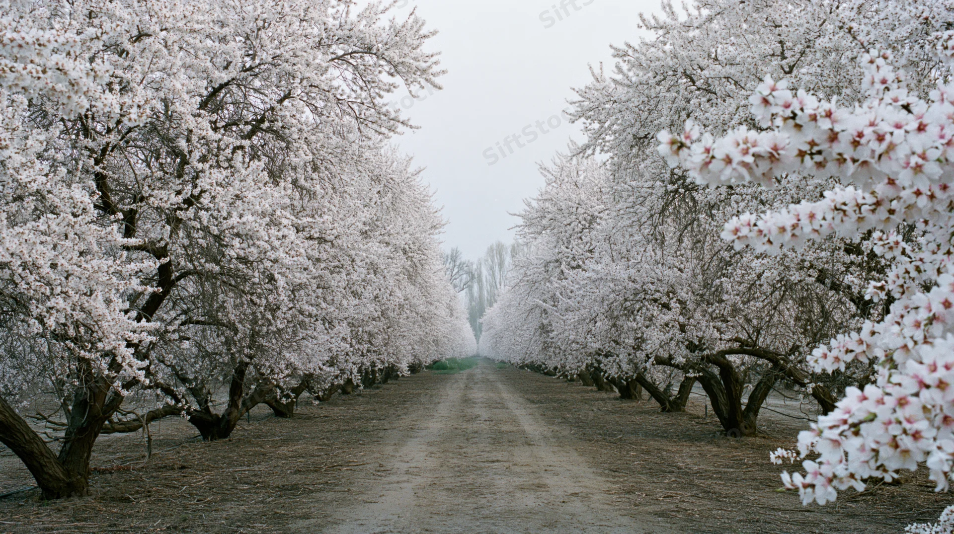 Rows of white-blossoming almond trees lining a dirt path in an orchard