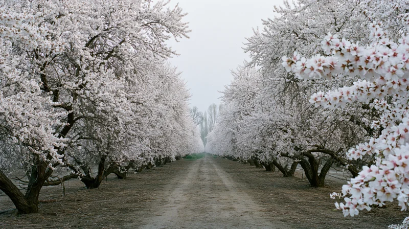 Rows of white-blossoming almond trees lining a dirt path in an orchard
