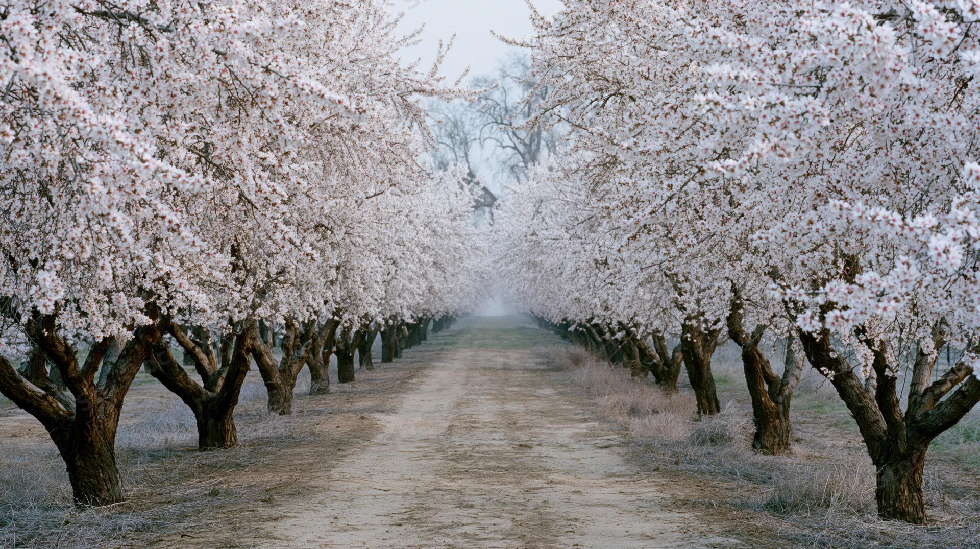 Rows of white-blossoming almond trees lining a dirt path in an orchard