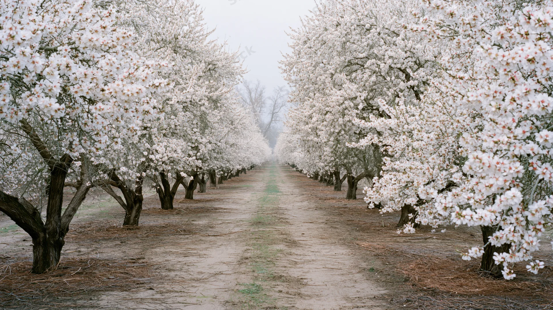 Rows of white-blossoming almond trees lining a dirt path in an orchard