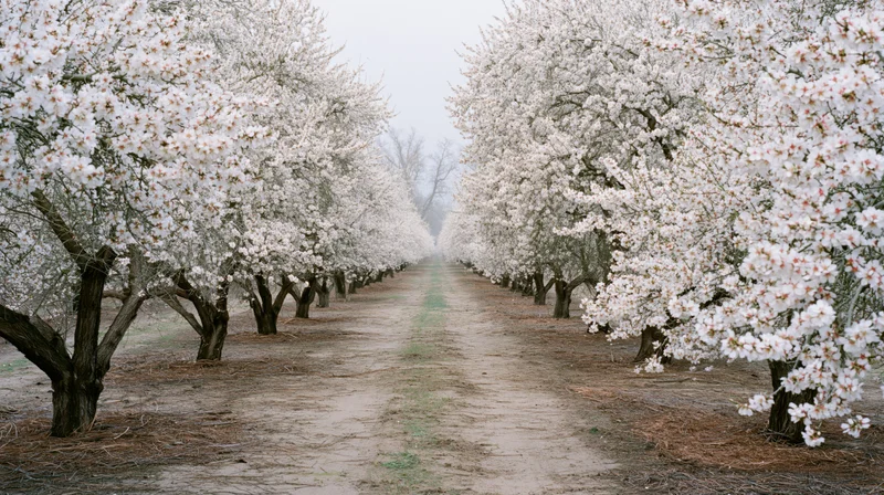 Rows of white-blossoming almond trees lining a dirt path in an orchard