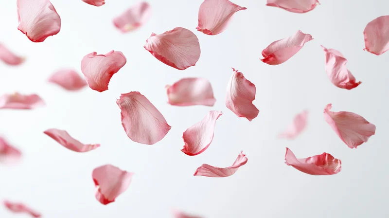 Pink rose petals floating and falling midair against a white background