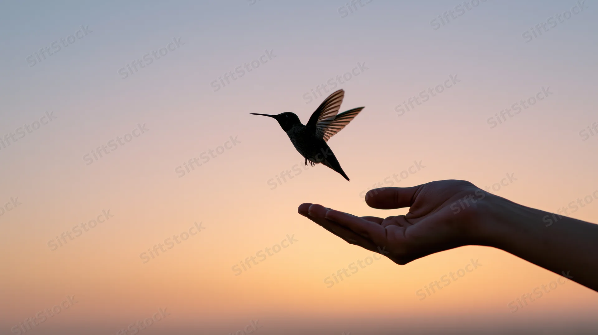 Hummingbird lifting off from an outstretched hand against a sunset sky