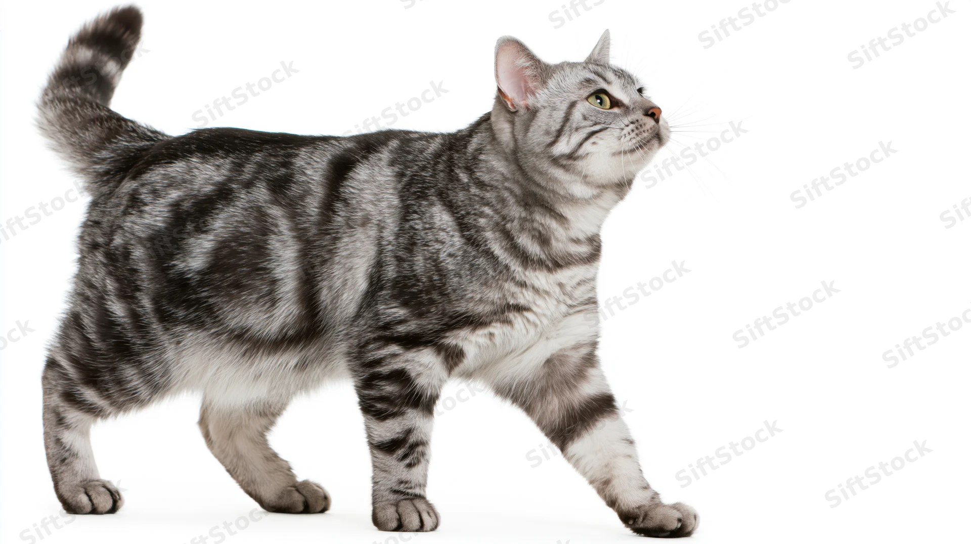 Silver tabby cat walking with tail raised and head tilted upward on white background