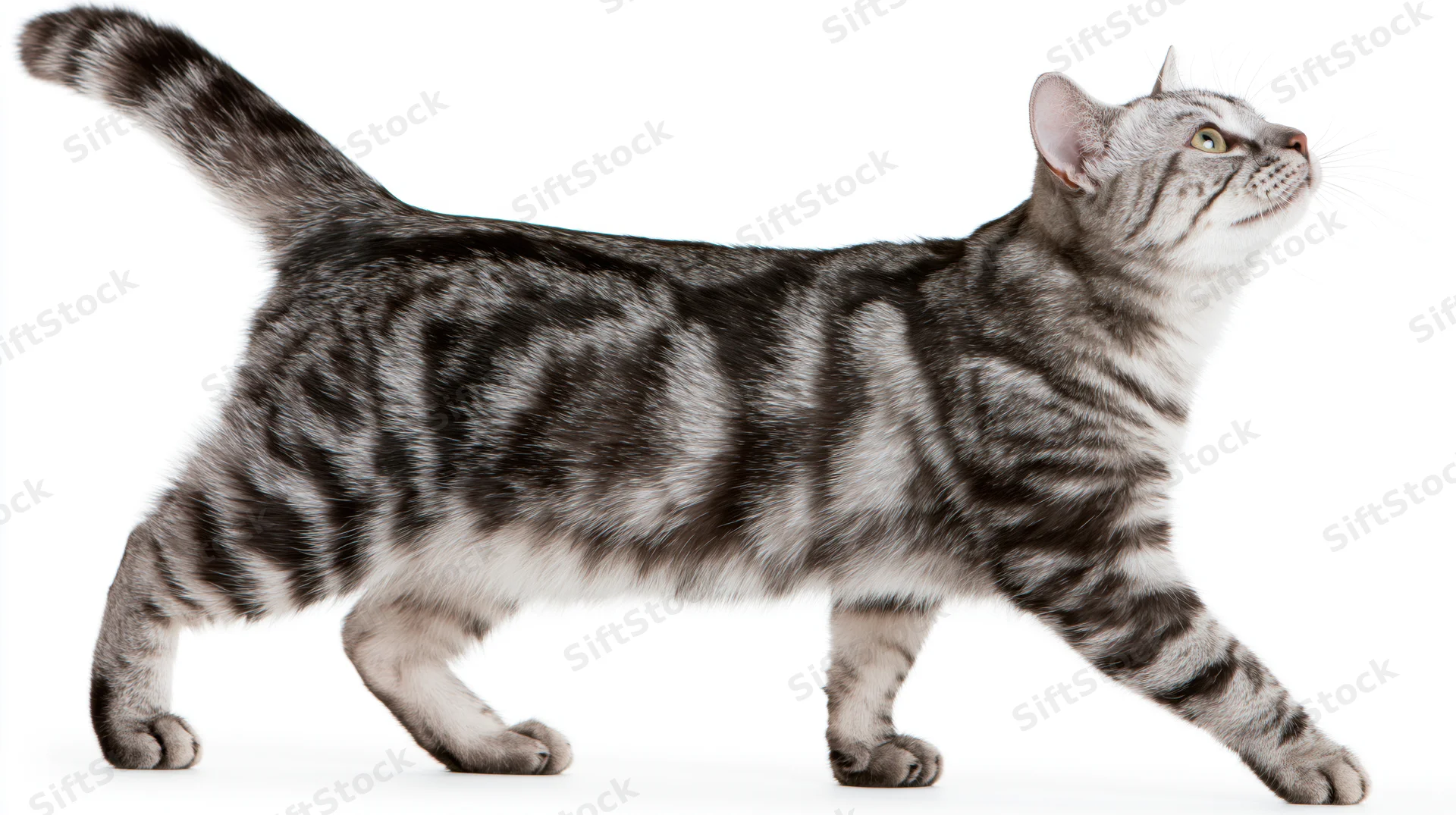 Silver tabby cat walking with tail raised and head tilted upward against white background