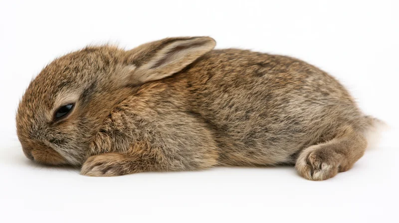 Baby rabbit lying flat on white studio background